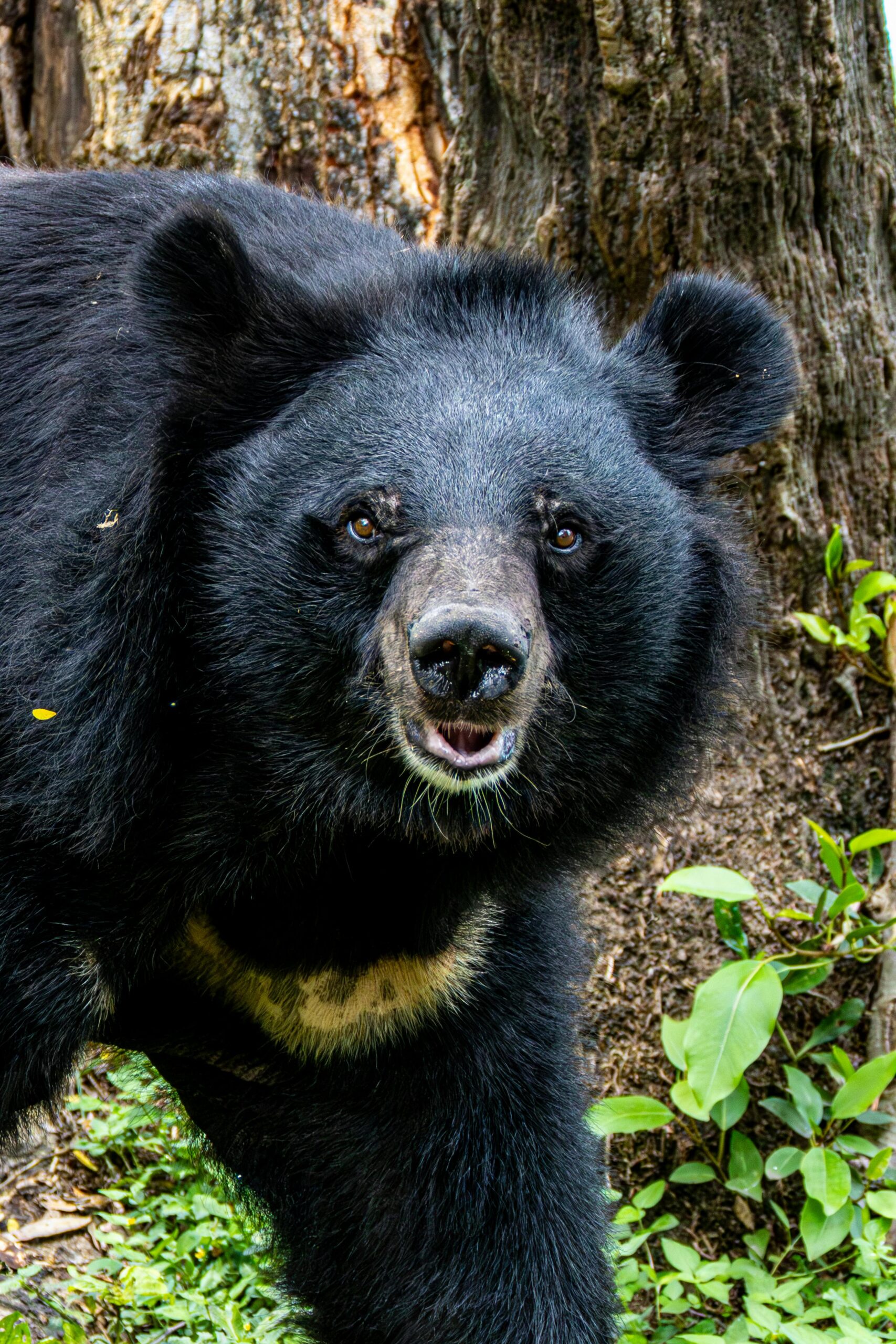 Detailed portrait of an Asiatic black bear (Ursus thibetanus) showing its distinctive white chest mark.